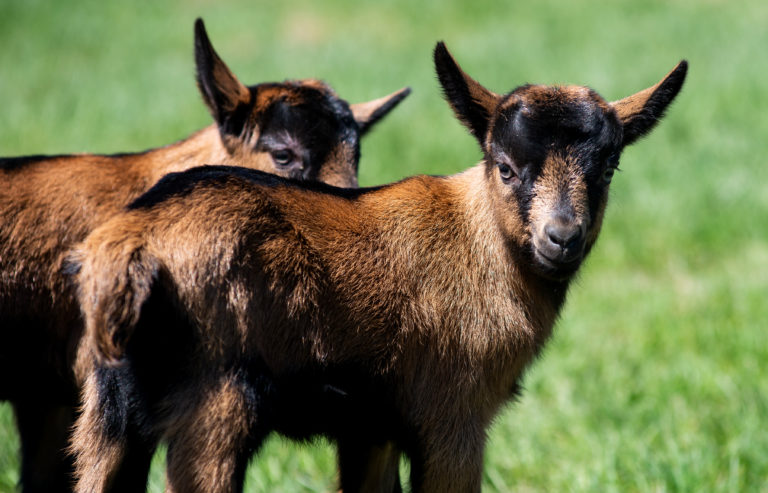 Thinking of raising goats? Here’s what you need to know before you do ...