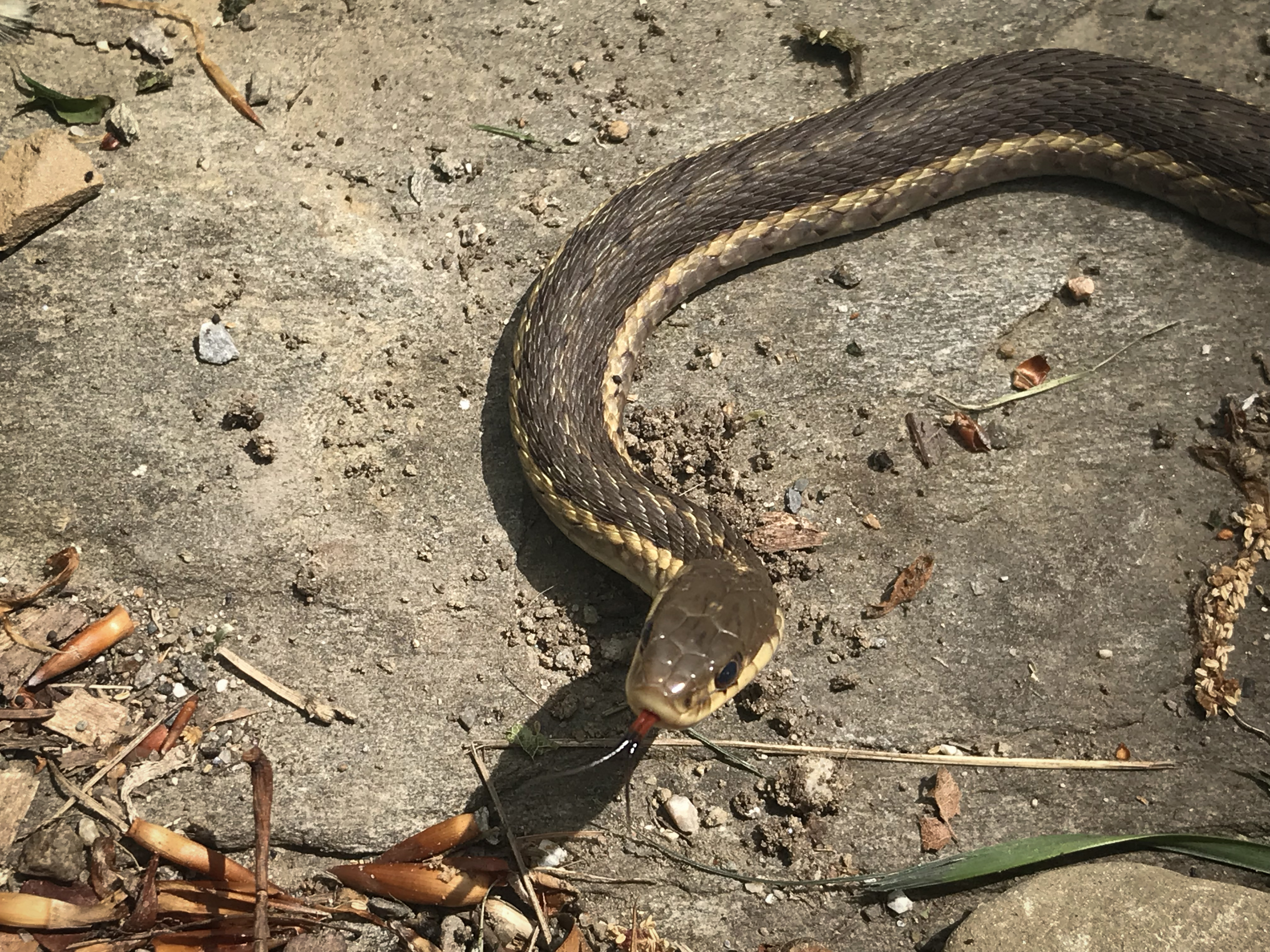 A garter snake has found shelter under stone steps between flower gardens. Garter snakes are one of the most common species of snakes to make their home in gardens. | Photo by Aislinn Sarnacki