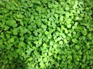 microgreens hargest arugula