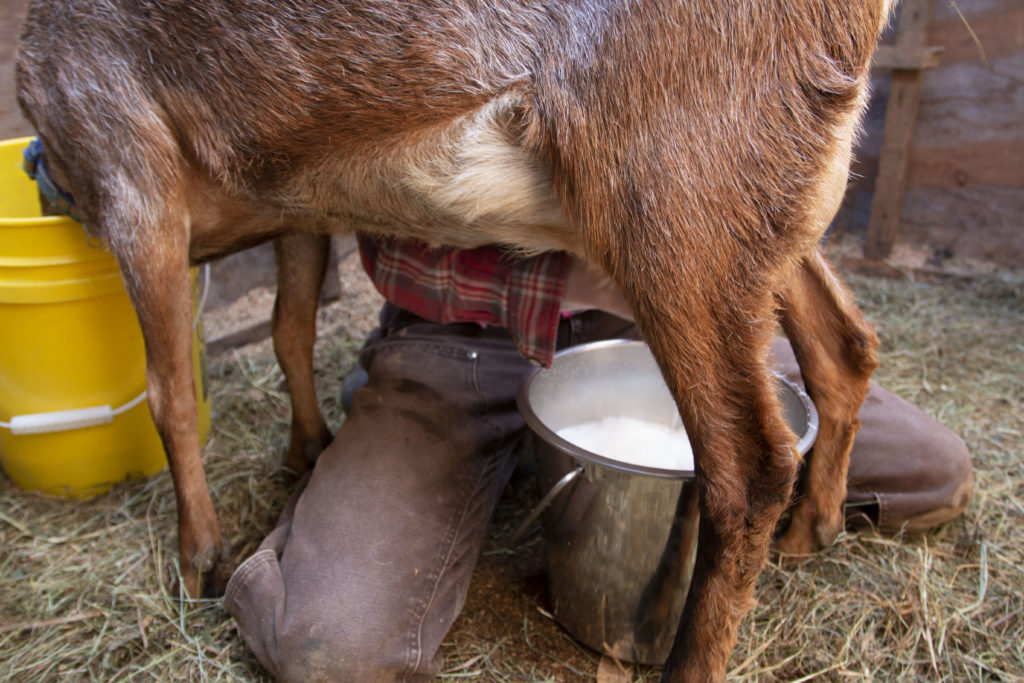 How To Milk A Goat Hello Homestead Sustainable Living