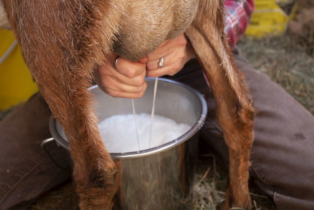 Goat Milking Supplies You Need to Milk a Goat - Oak Hill Homestead