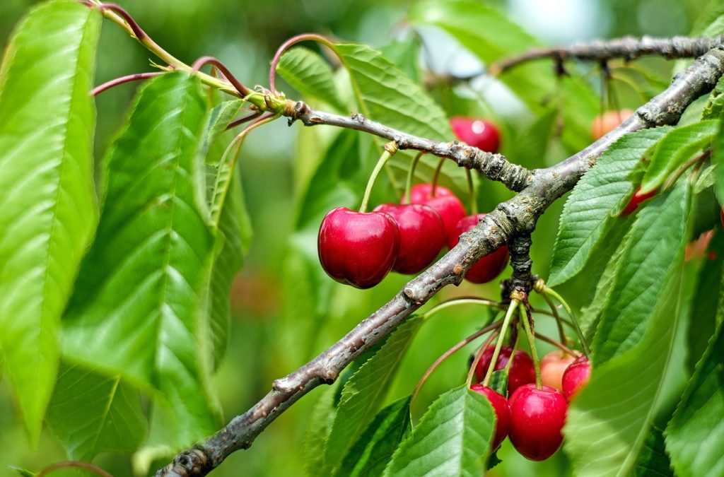 Ako sa starať o ovocné stromy čerešne