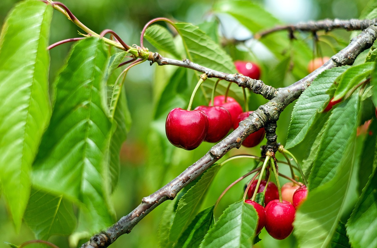 Keyword For Cherry Tree Planting Guide