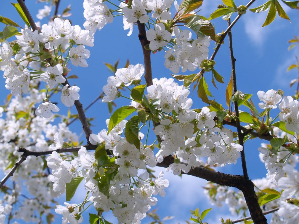 How To Grow And Care For Cherry Blossom Trees