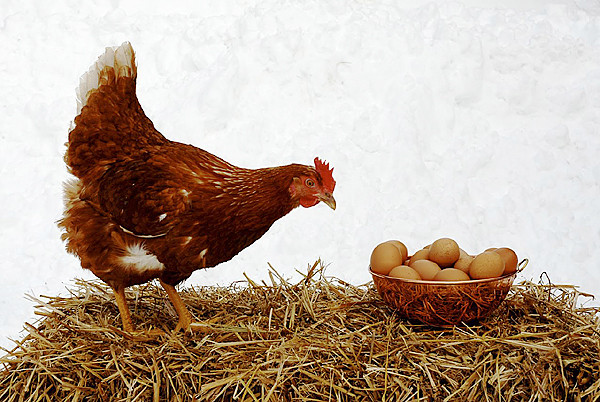 jersey giant egg production