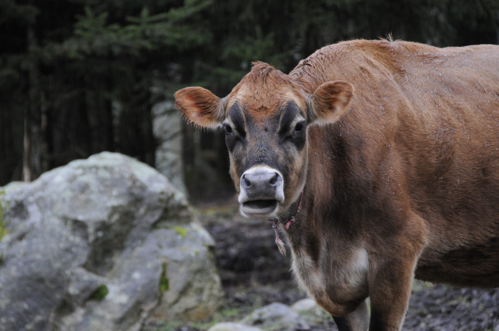 12-things-to-know-about-raising-cows-hello-homestead