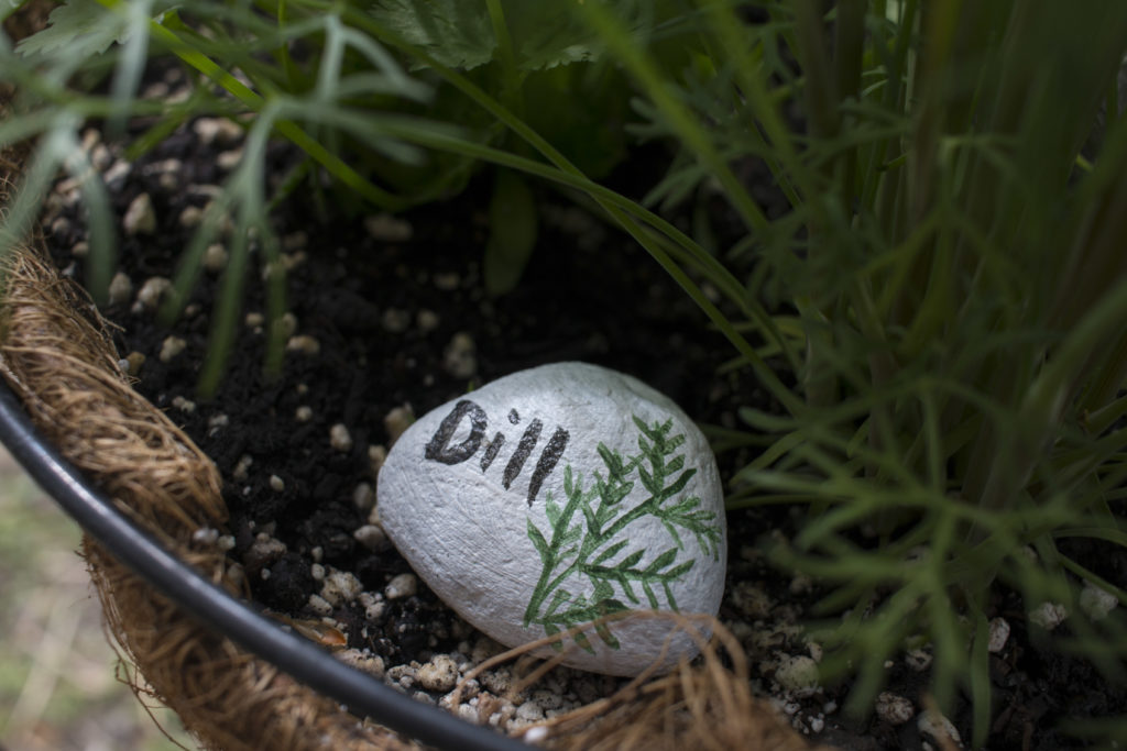 A painted rock says dill on it and has an illustration of a dill plant.
