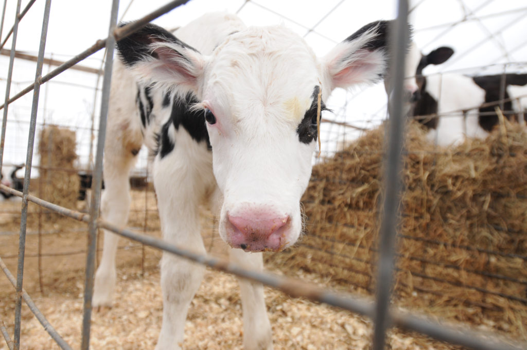 Why mini cows could save the planet, Farming