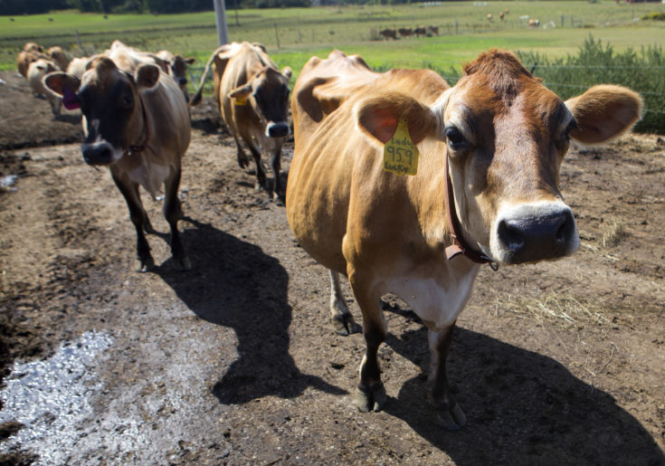 12 things to know about raising cows Hello Homestead