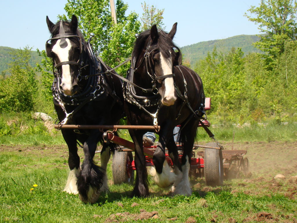 A pair of draft horses pulls a harrow over a field.