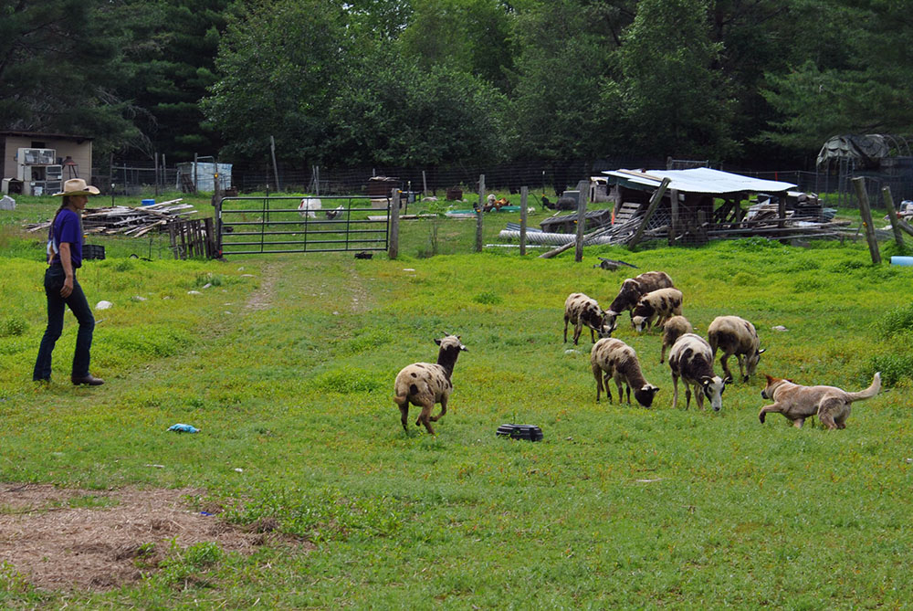 buying a hobby farm