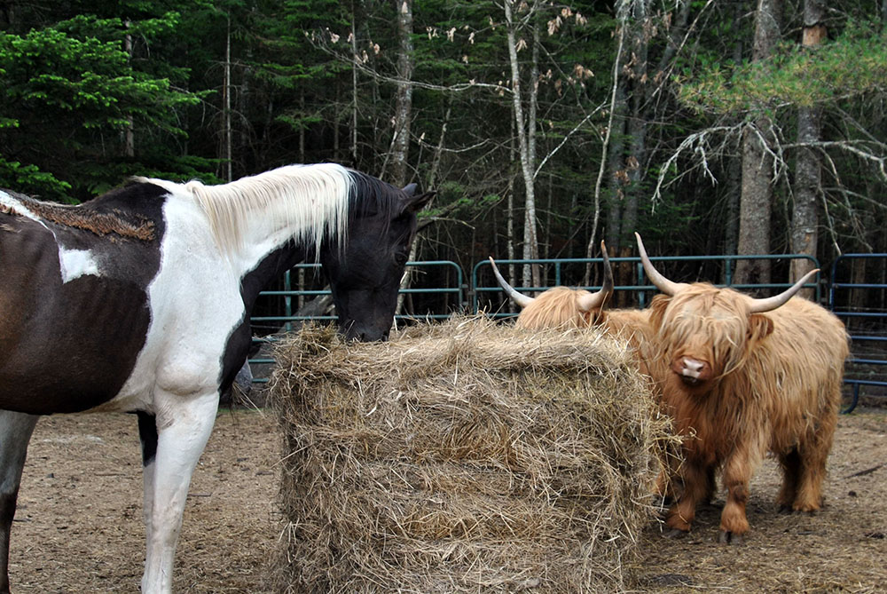 buying a hobby farm