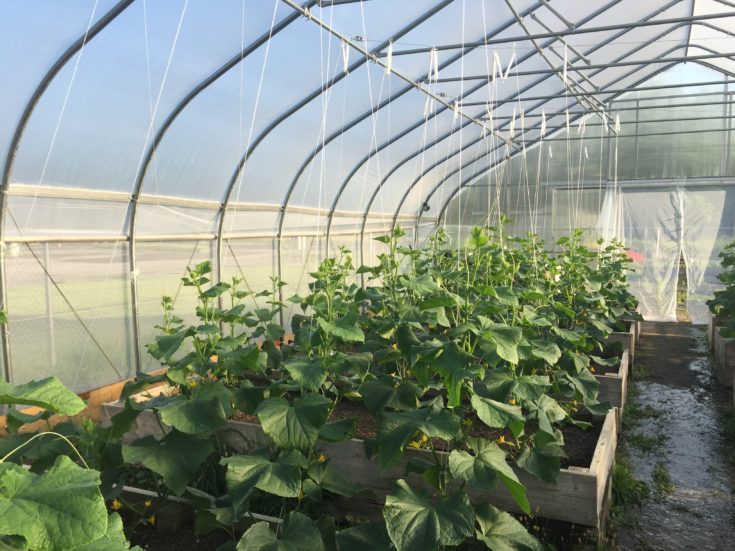 What is micro farming? Hello Homestead