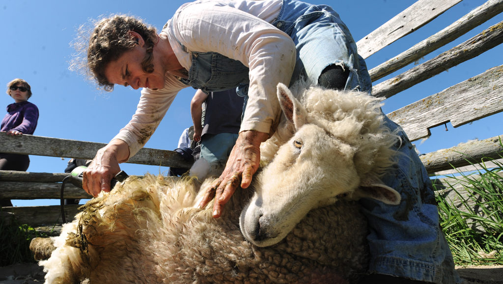 Sheep Shearing