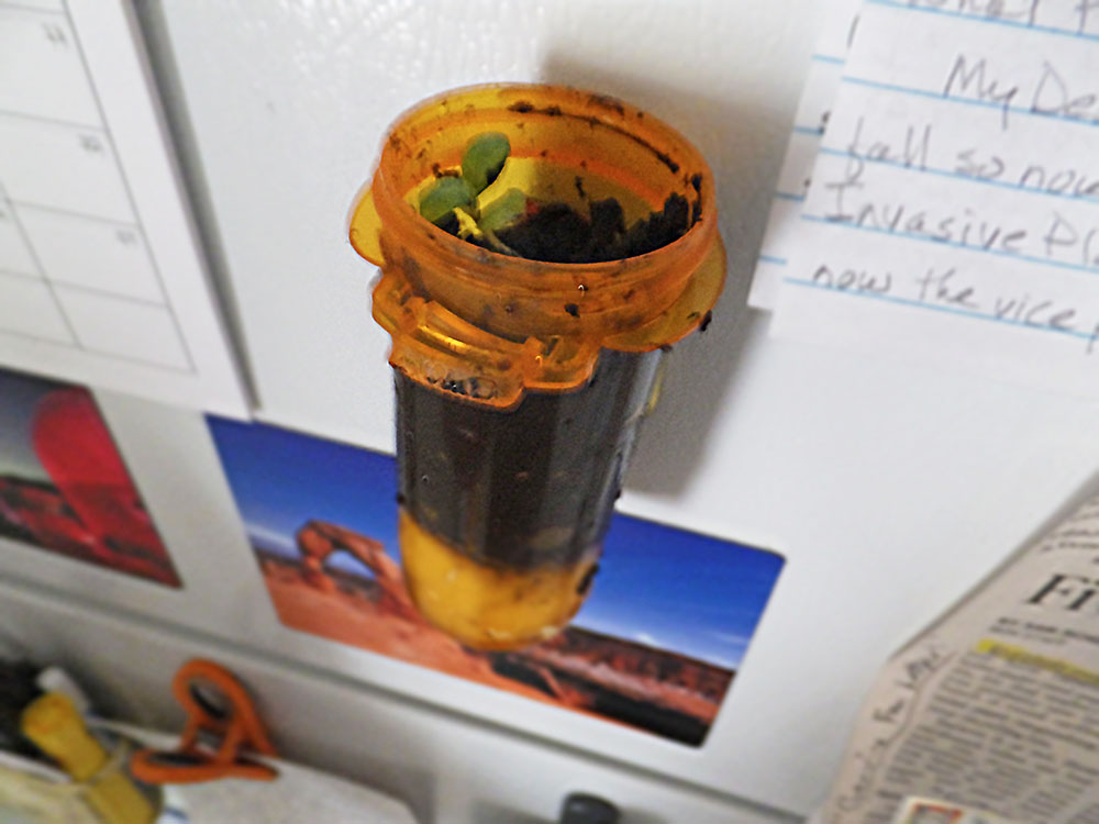 Creative ways to reuse monthly prescription vitamin bottles? : r