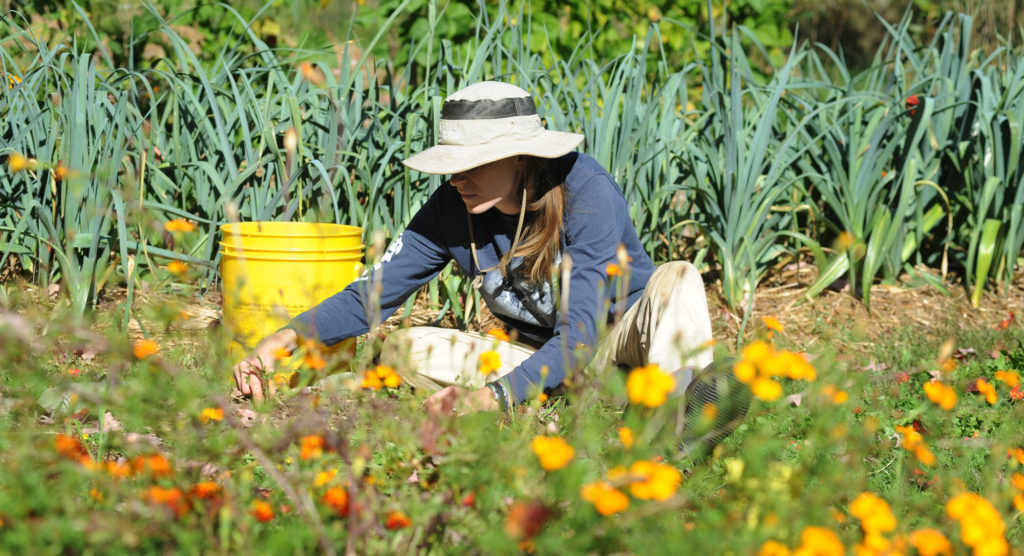 A woman sitting on the ground tends her flower and vegetables.