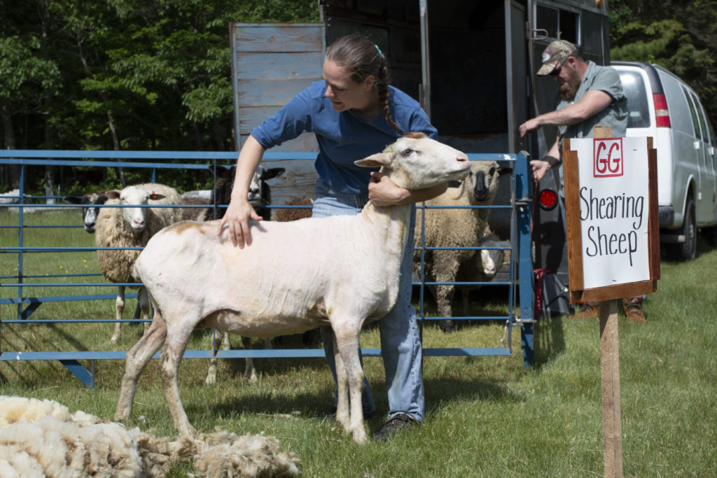 Pictures Of Sheep Shearing