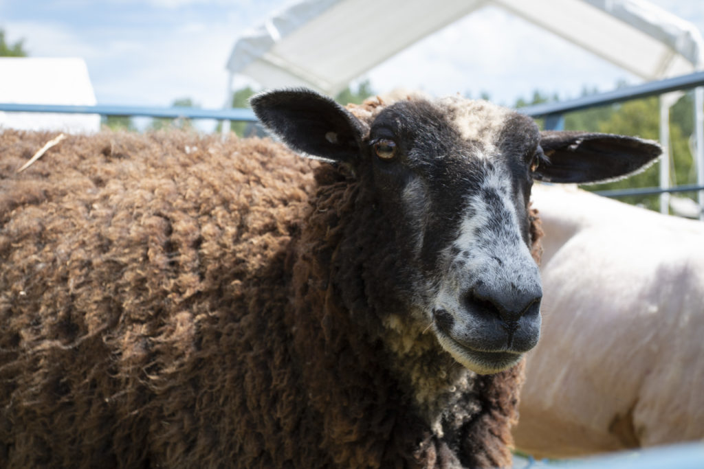 can sheep shears be used on dogs