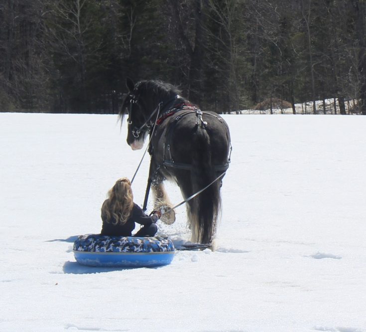 How to care for a draft horse Hello Homestead