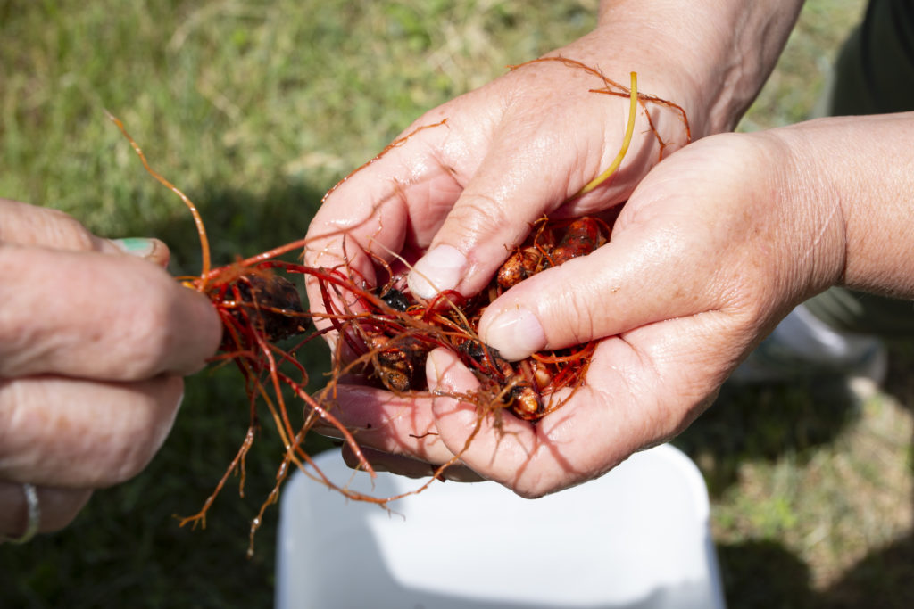 fremstille afstemning forbruger How to make bloodroot salve | Hello Homestead