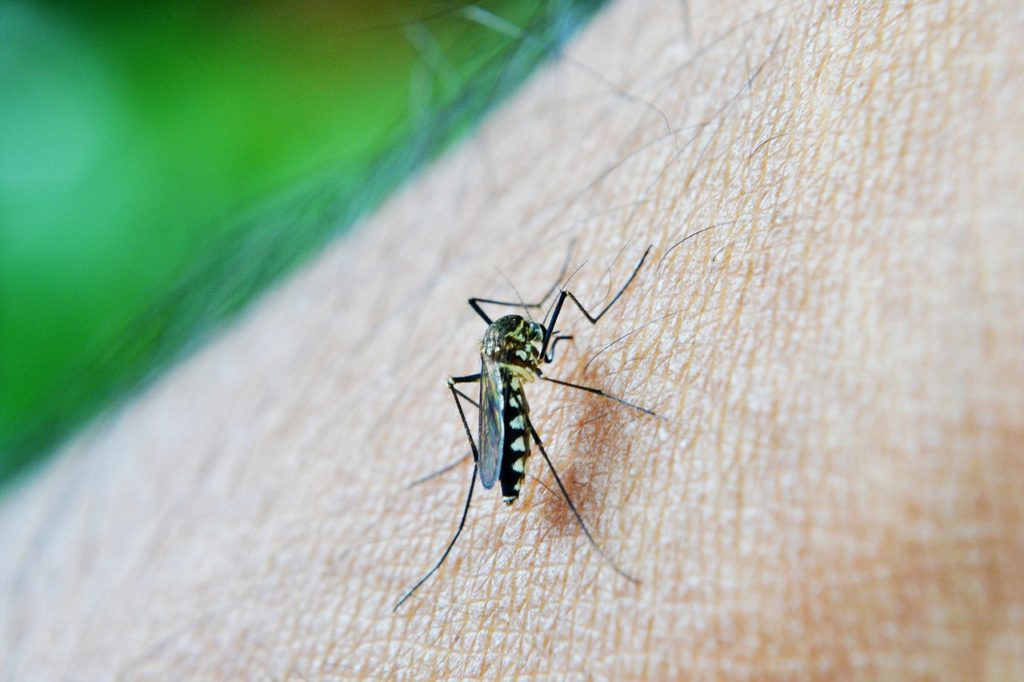 5 Ways to Get Rid of Mosquito Bites Quickly, According to Doctors