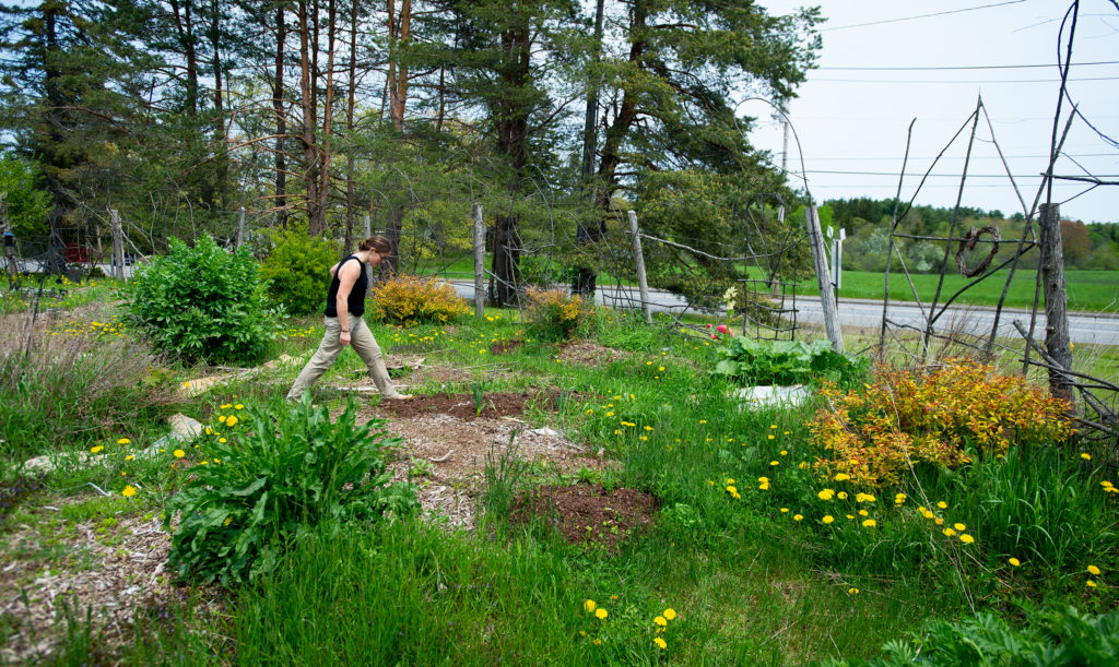 A university student walks through a permaculture garden filled with growing flowers and vegetables.