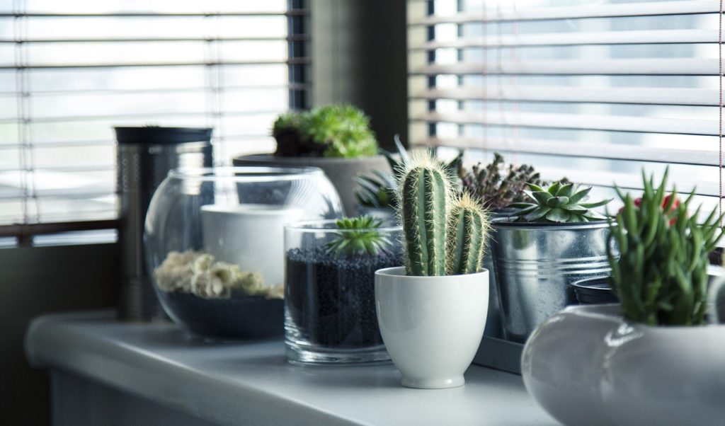 Cactuses in upcycled containers, one of 12 upcycling ideas for the home.