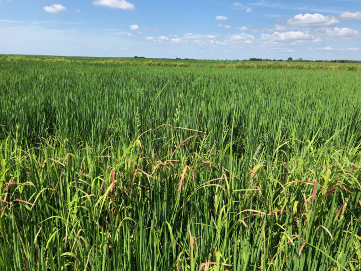 Dry Land Rice Varieties at William McClain blog