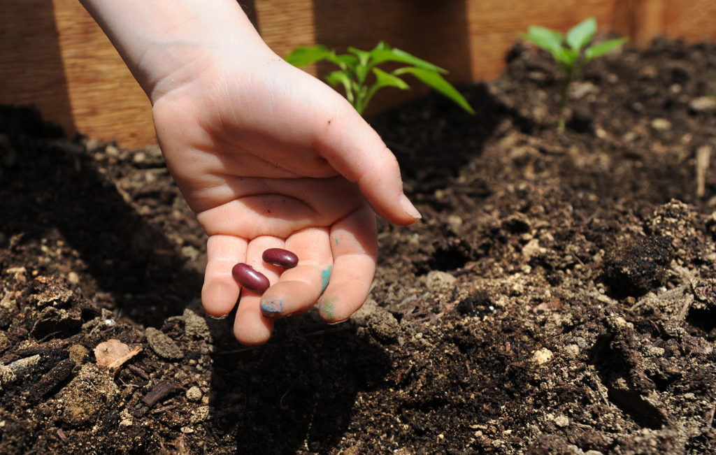 An open hand holds and displays two bean seeds over soil before they are planted.