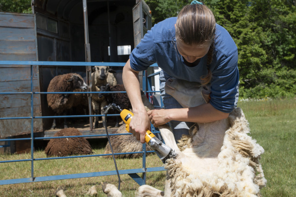 sheep shearing before and after