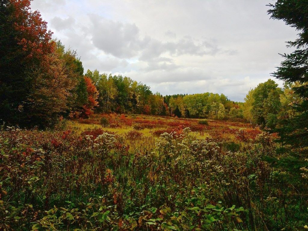 An open field surrounded by trees that are turning colors in the fall.