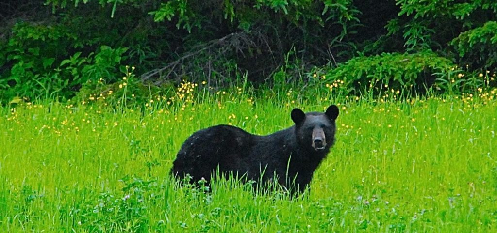 A large Maine black bear stands in a field of tall grass.