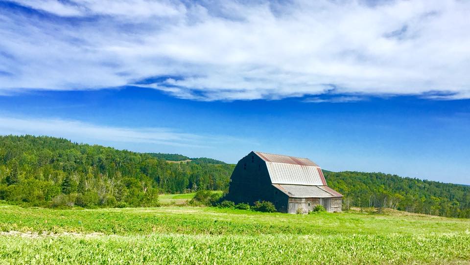 An old barn under blue skies with some fluffy clouds.