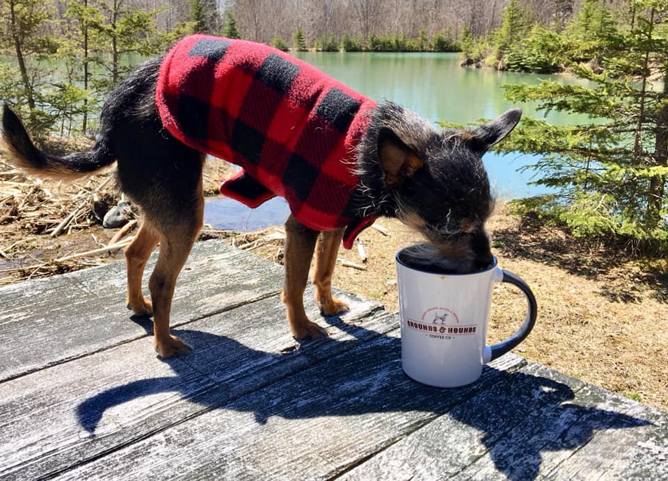 A small dog wearing a red and black plaid jacket sniffs at the contents of a coffee mug.