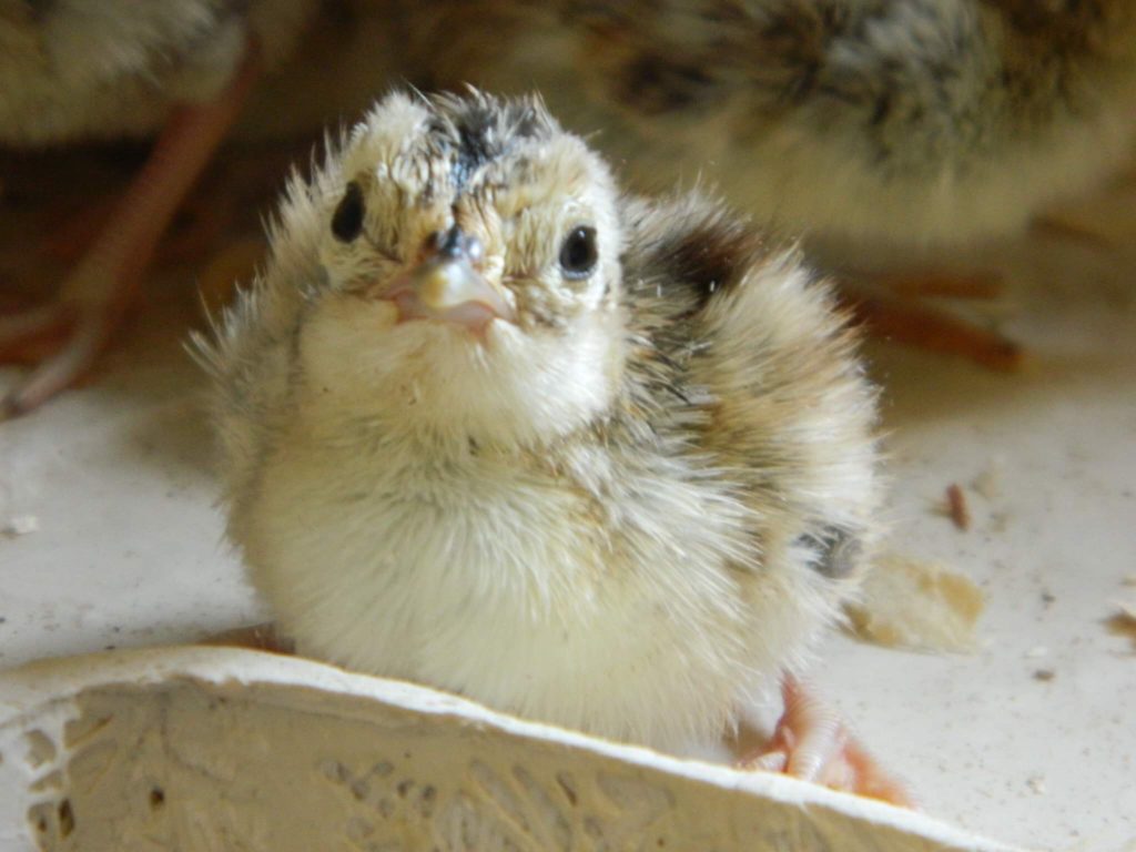 what do newborn quails eat