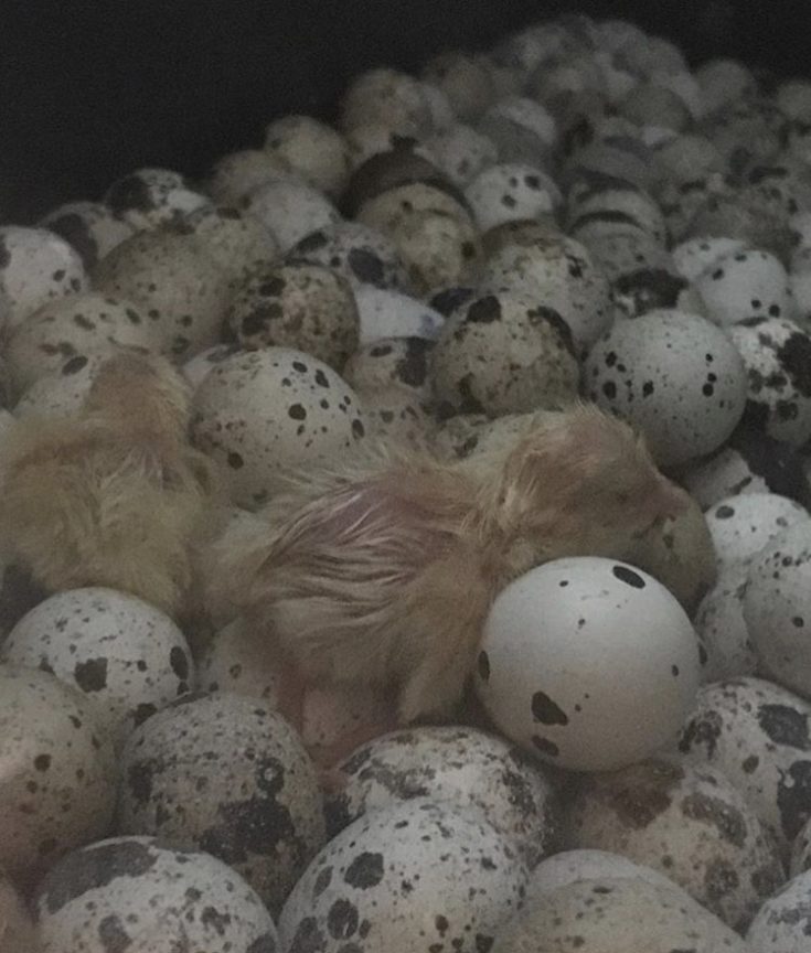 quail egg hatching temperature