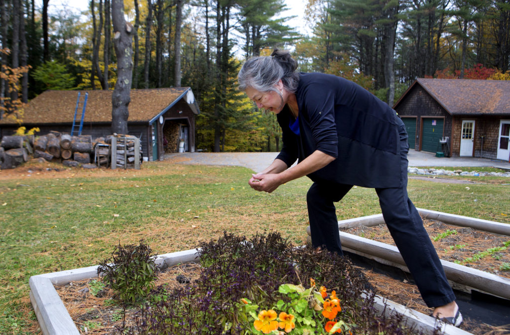 A woman picking herbs from her backyard garden bed. Knowing how to prepare your own garden bed is one of the essential skills for backyard farmers. 