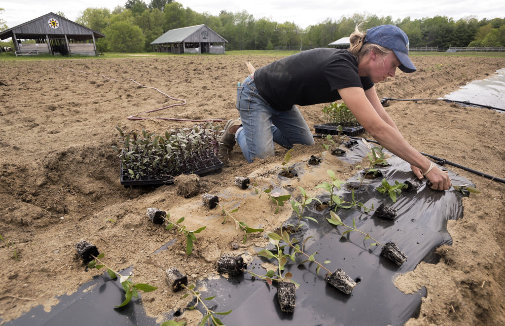 Essential Skills For Backyard Farmers | Hello Homestead