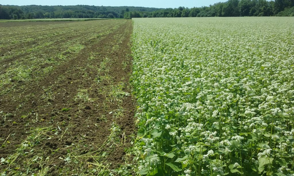 This photo shows buckwheat and recently tilled buckwheat side by side in a field. Buckwheat is often used as a cover crop -- but what is a cover crop, anyway?