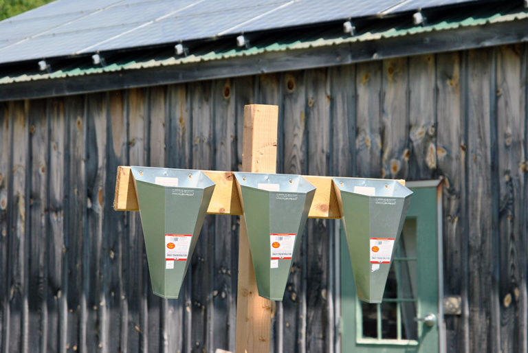 Backyard chicken processing 101 Hello Homestead