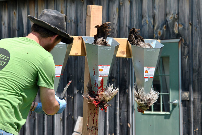 Backyard chicken processing 101 Hello Homestead