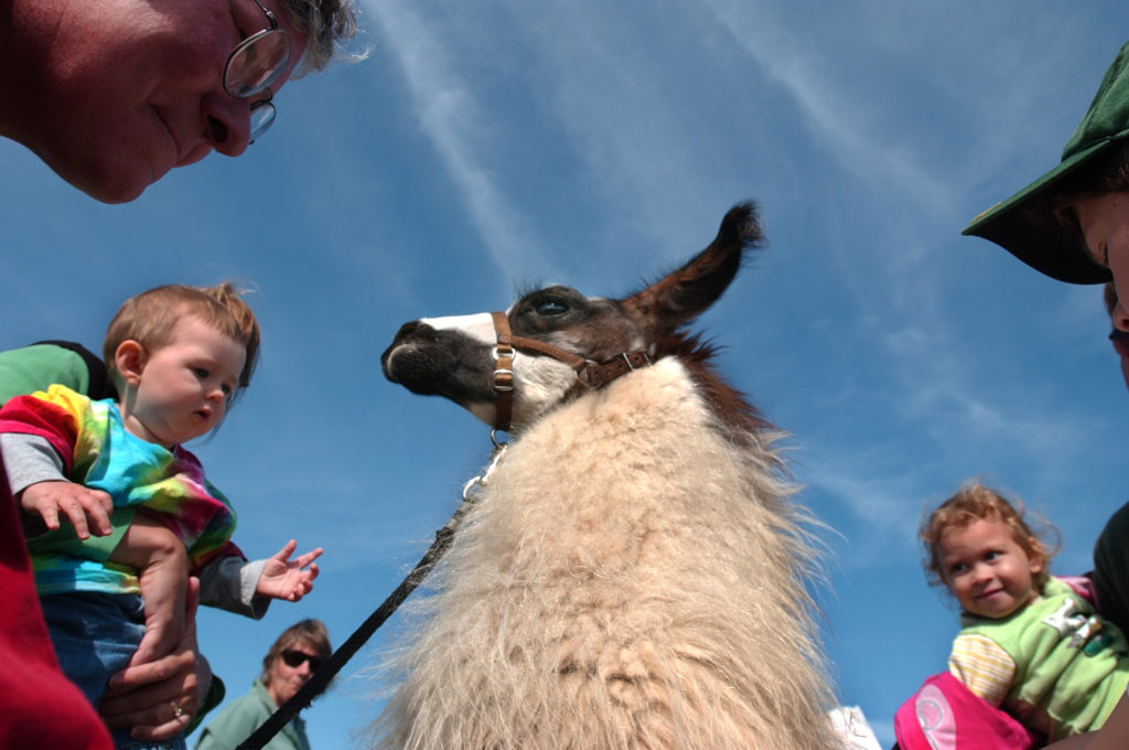 A young child reaches out to pet a llama at the Common Ground County Fair in Unity, Maine. 