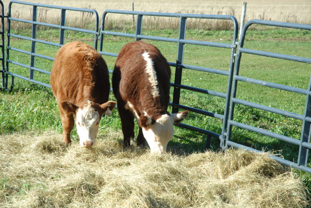 Two cows eat hay within their fenced-in enclosure.