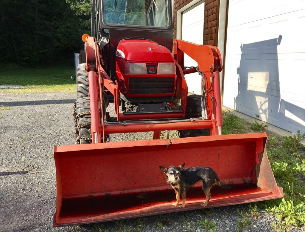 A red Mahindra farm tractor parked with the bucket down, and a small black and brown dog standing in the bucket.