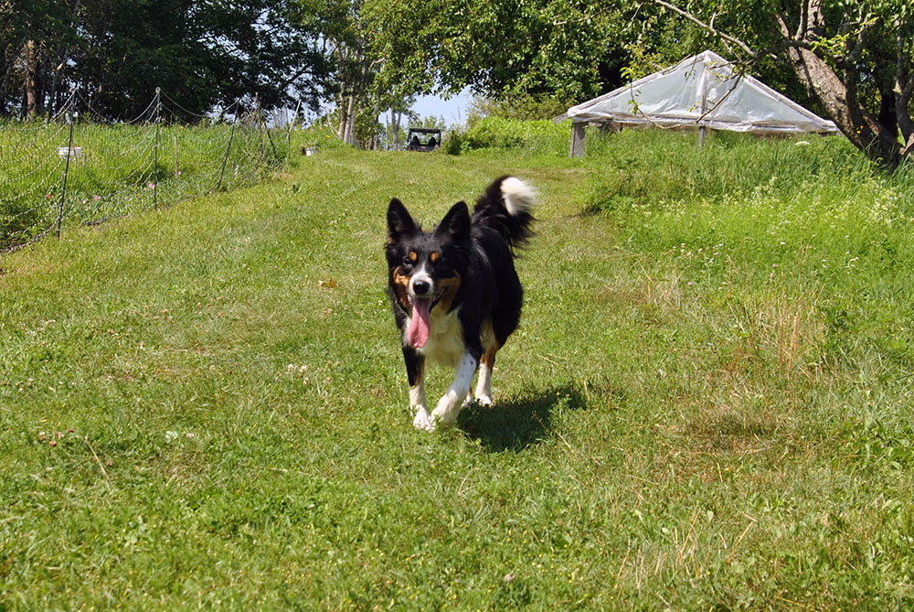 how to keep a herding dog happy