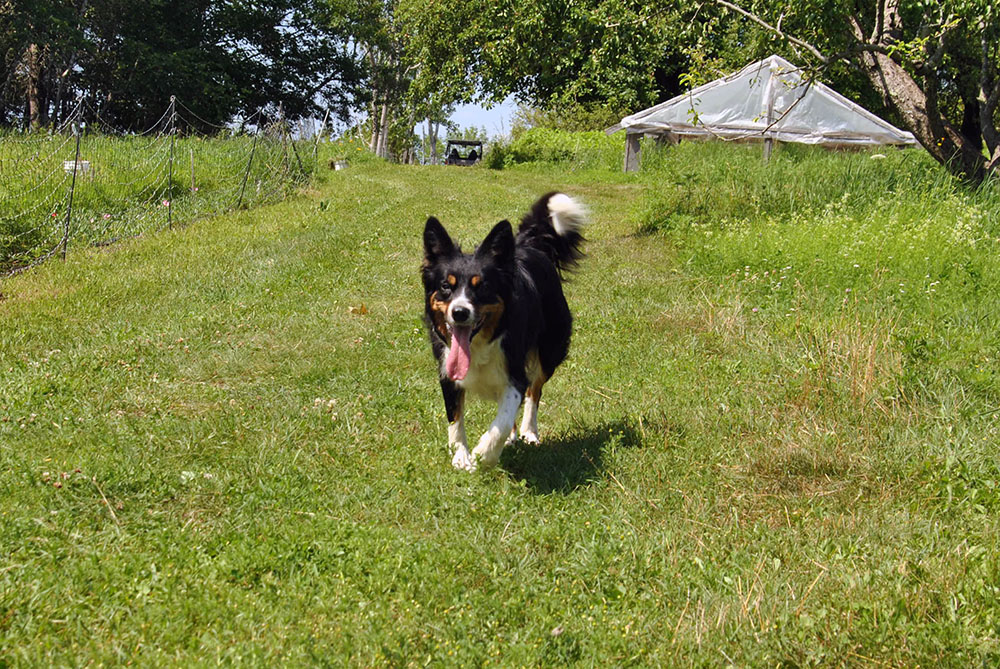 what does a herding dog do