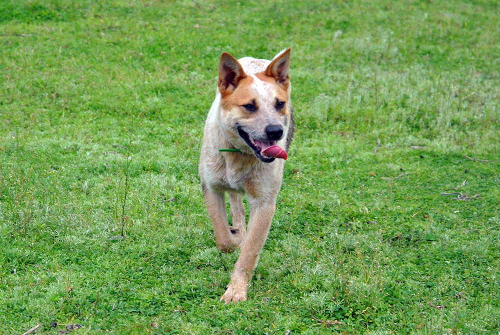 how to keep a herding dog happy