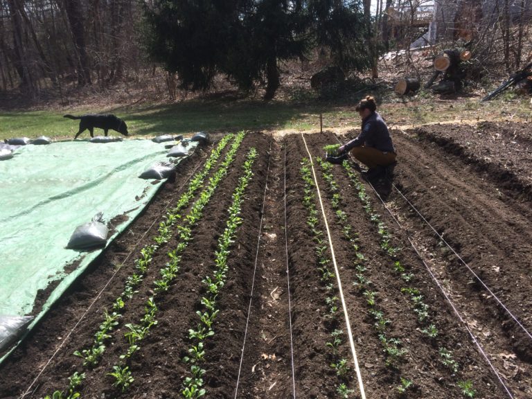 how-to-start-a-market-garden-hello-homestead