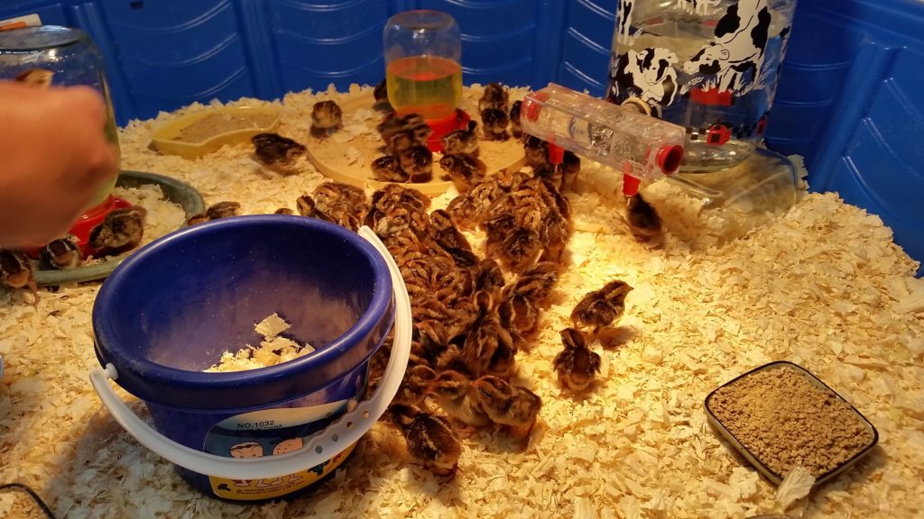 How To Take Care Of Baby Quail Hello Homestead