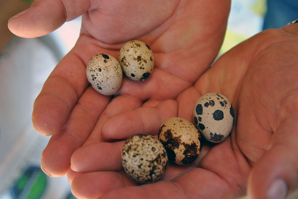 How to hatch quail eggs